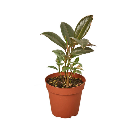 Ficus Elastica 'Tineke' 6" Pot