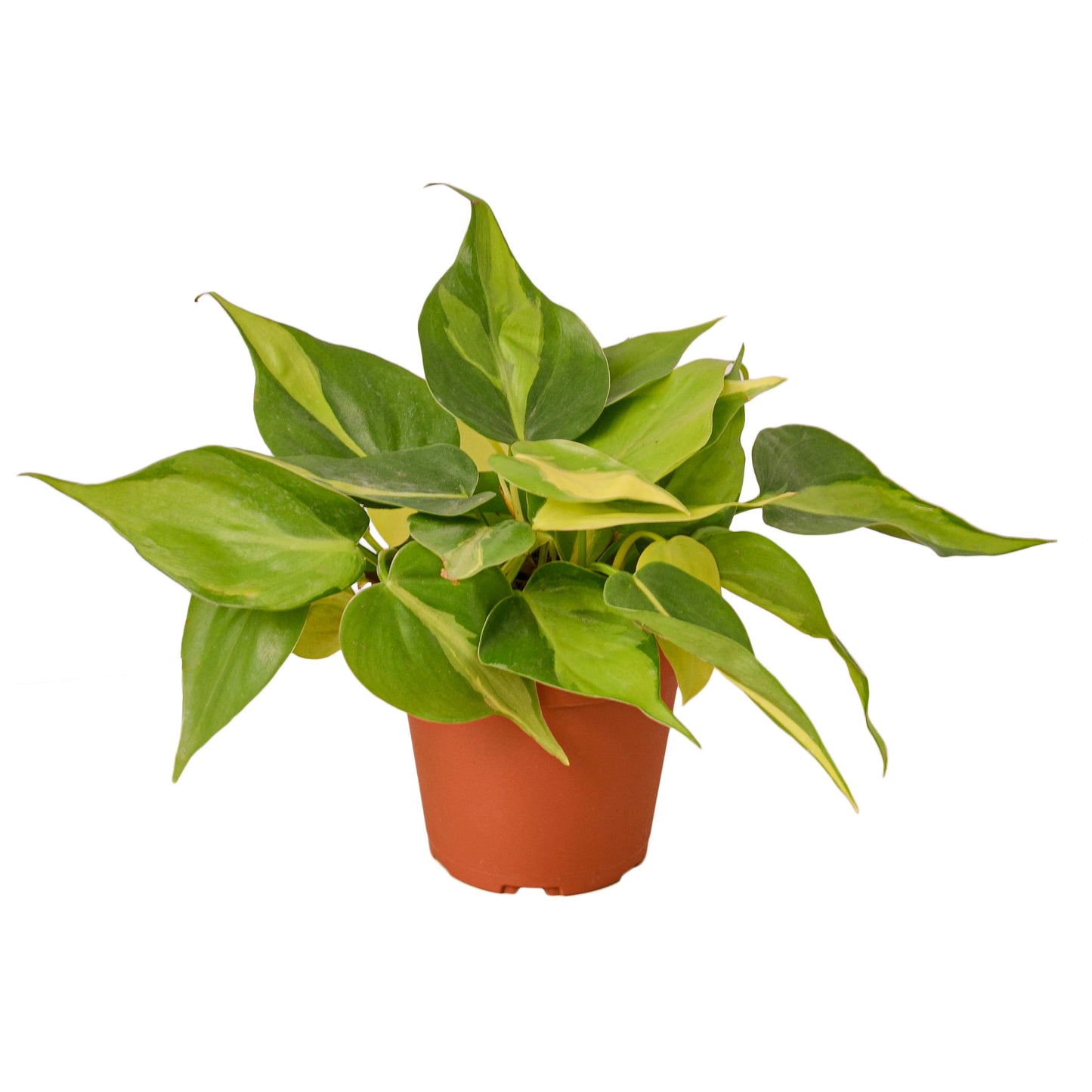 Philodendron 'Brasil' 4" Pot