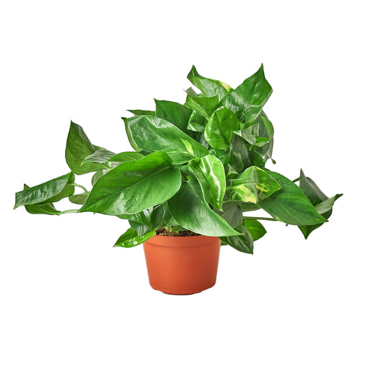 Golden Pothos 4" Pot