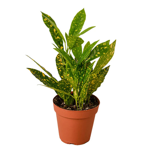 Croton 'Gold Dust' 4" Pot