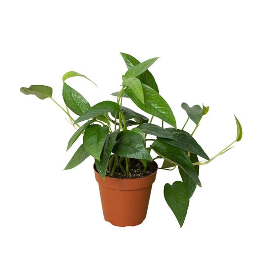 Pothos 'Cebu Blue' 4" Pot