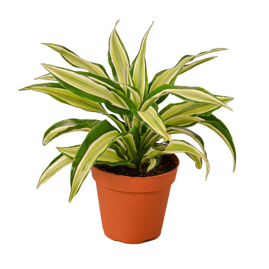 Dracaena 'Malaika' 4" Pot