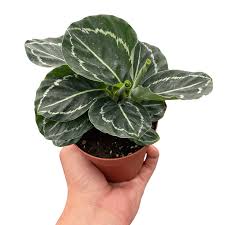 Calathea 'Green Goddess' 4" Pot