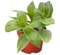 Tradescantia 'Sanna' 4" Pot