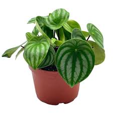 Peperomia Watermelon 6" Pot